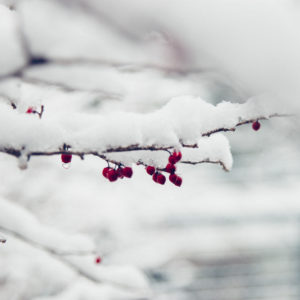 Red berries with snow hanging on branch, close-up Red berries with snow hanging on branch, close-up